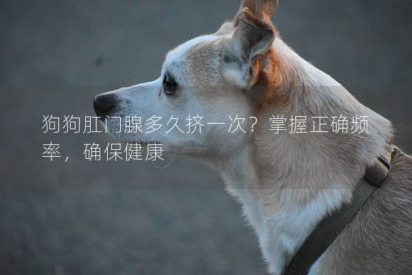 狗狗肛门腺多久挤一次?掌握正确频率,确保健康 狗狗肛门腺多久挤一次?掌握正确频率,确保健康