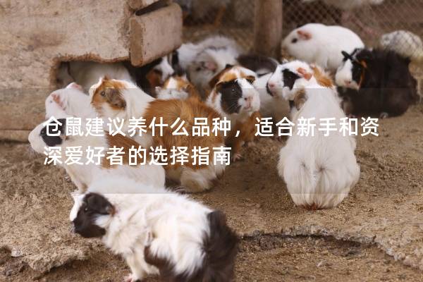 仓鼠建议养什么品种，适合新手和资深爱好者的选择指南