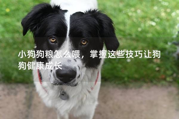 小狗狗粮怎么喂，掌握这些技巧让狗狗健康成长