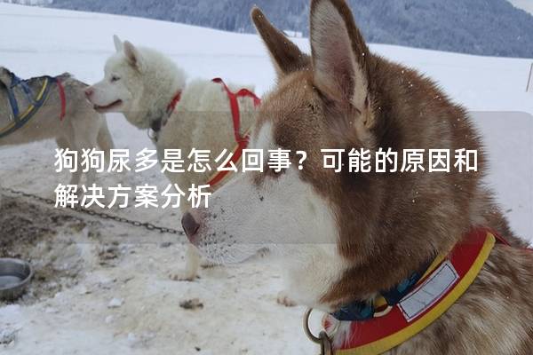 狗狗尿多是怎么回事？可能的原因和解决方案分析