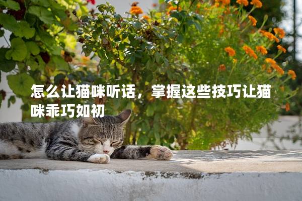 怎么让猫咪听话，掌握这些技巧让猫咪乖巧如初