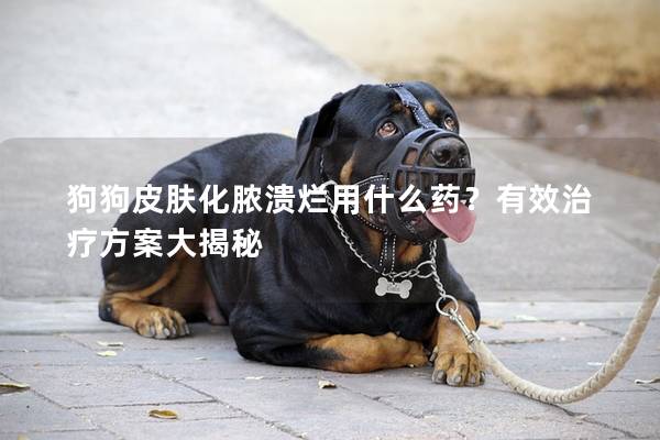 狗狗皮肤化脓溃烂用什么药？有效治疗方案大揭秘