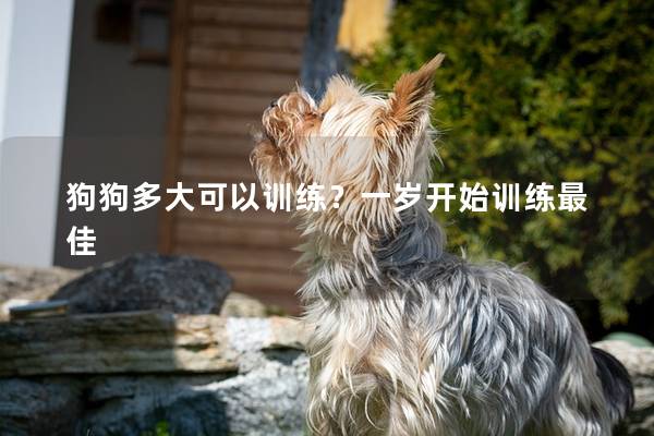 狗狗多大可以训练？一岁开始训练最佳