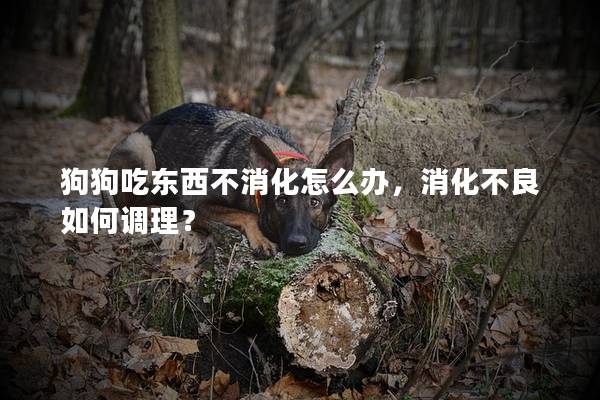 狗狗吃东西不消化怎么办，消化不良如何调理？