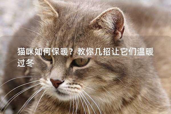 猫咪如何保暖？教你几招让它们温暖过冬