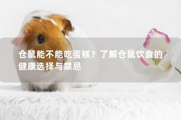 仓鼠能不能吃蛋糕？了解仓鼠饮食的健康选择与禁忌