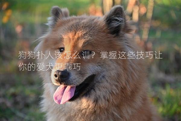 狗狗扑人该怎么训？掌握这些技巧让你的爱犬更乖巧