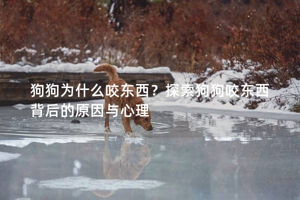 狗狗为什么咬东西？探索狗狗咬东西背后的原因与心理