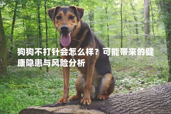 狗狗不打针会怎么样？可能带来的健康隐患与风险分析