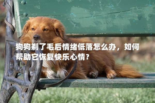 狗狗剃了毛后情绪低落怎么办，如何帮助它恢复快乐心情？