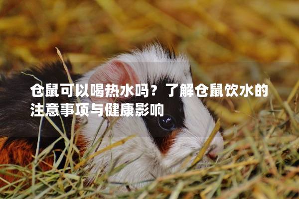 仓鼠可以喝热水吗？了解仓鼠饮水的注意事项与健康影响