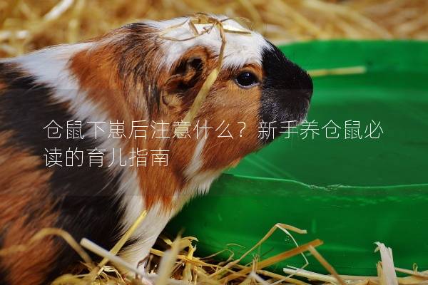 仓鼠下崽后注意什么？新手养仓鼠必读的育儿指南