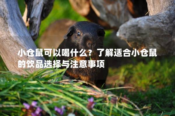 小仓鼠可以喝什么？了解适合小仓鼠的饮品选择与注意事项
