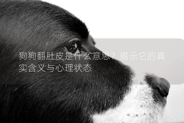 狗狗翻肚皮是什么意思？揭示它的真实含义与心理状态