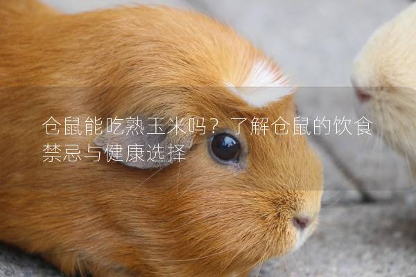 仓鼠能吃熟玉米吗？了解仓鼠的饮食禁忌与健康选择