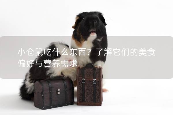 小仓鼠吃什么东西？了解它们的美食偏好与营养需求