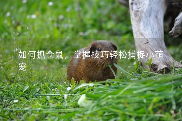 如何抓仓鼠,掌握技巧轻松捕捉小萌宠 如何抓仓鼠,掌握技巧轻松捕捉小萌宠