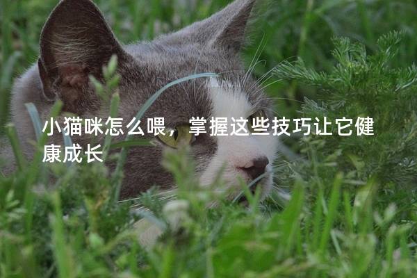 小猫咪怎么喂，掌握这些技巧让它健康成长
