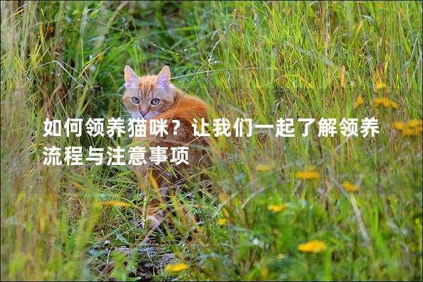 如何领养猫咪？让我们一起了解领养流程与注意事项