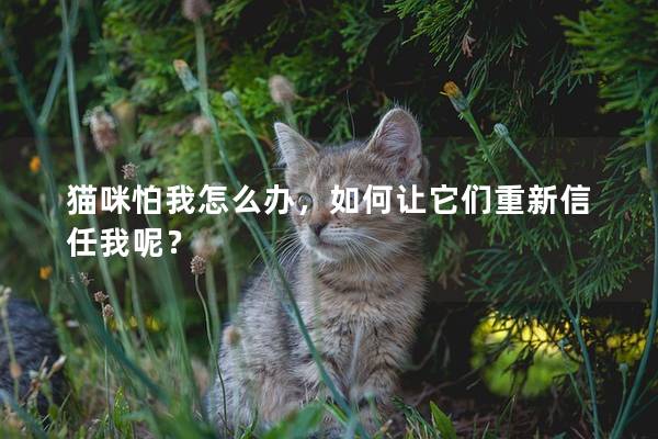 猫咪怕我怎么办，如何让它们重新信任我呢？