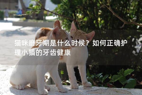 猫咪磨牙期是什么时候？如何正确护理小猫的牙齿健康