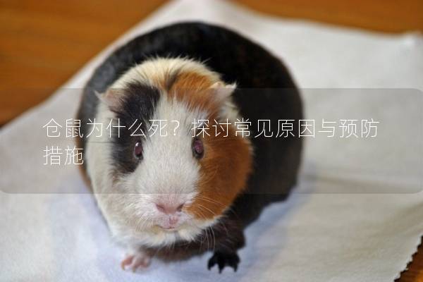 仓鼠为什么死？探讨常见原因与预防措施