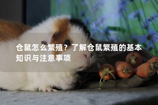仓鼠怎么繁殖？了解仓鼠繁殖的基本知识与注意事项