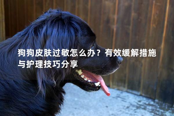 狗狗皮肤过敏怎么办？有效缓解措施与护理技巧分享