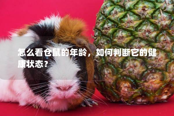 怎么看仓鼠的年龄，如何判断它的健康状态？