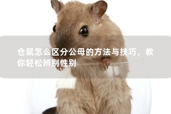 仓鼠怎么区分公母的方法与技巧，教你轻松辨别性别