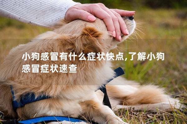 小狗感冒有什么症状快点,了解小狗感冒症状速查