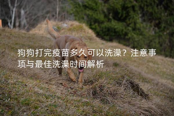 狗狗打完疫苗多久可以洗澡?注意事项与最佳洗澡时间解析 狗狗打完疫苗多久可以洗澡?注意事项与最佳洗澡时间解析