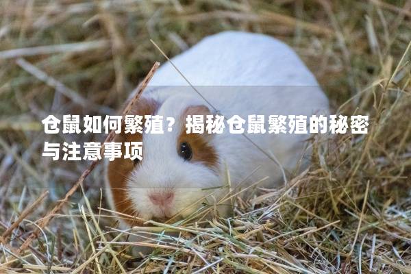 仓鼠如何繁殖？揭秘仓鼠繁殖的秘密与注意事项