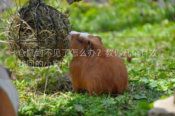 仓鼠跑不见了怎么办？教你几个有效找回的小窍门