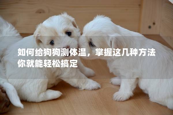 如何给狗狗测体温，掌握这几种方法你就能轻松搞定
