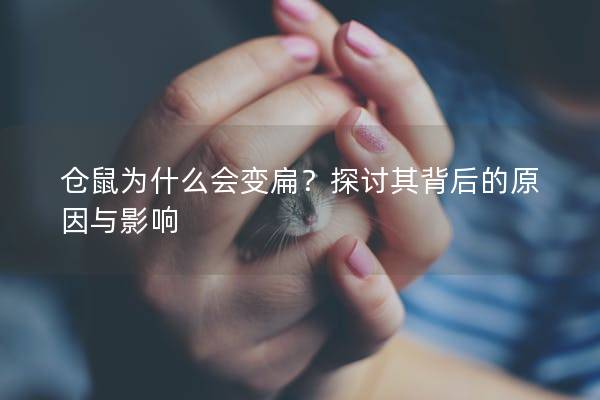 仓鼠为什么会变扁？探讨其背后的原因与影响