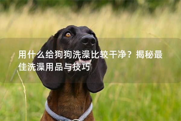 用什么给狗狗洗澡比较干净？揭秘最佳洗澡用品与技巧