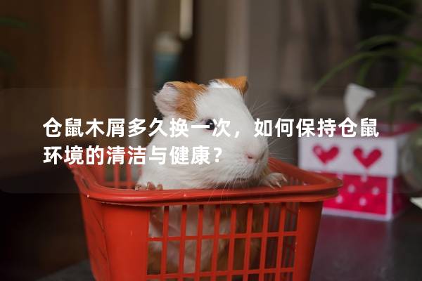 仓鼠木屑多久换一次，如何保持仓鼠环境的清洁与健康？