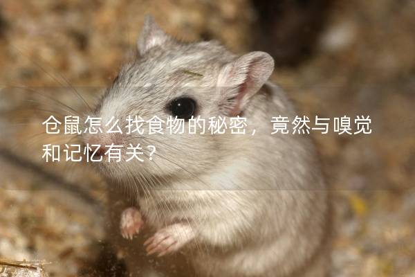 仓鼠怎么找食物的秘密,竟然与嗅觉和记忆有关? 仓鼠怎么找食物的秘密,竟然与嗅觉和记忆有关?