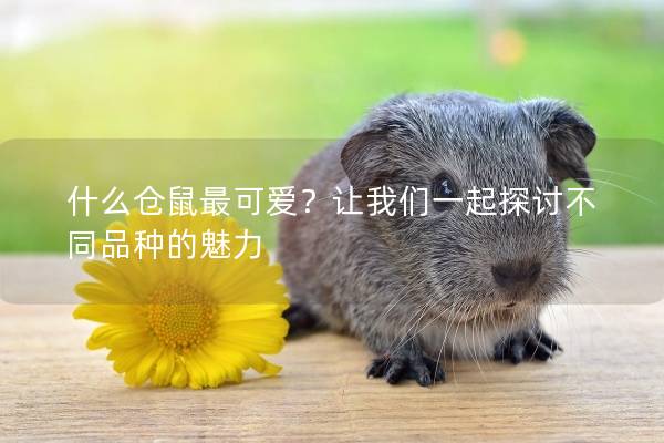 什么仓鼠最可爱?让我们一起探讨不同品种的魅力 什么仓鼠最可爱?让我们一起探讨不同品种的魅力