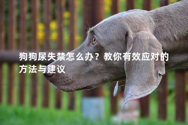 狗狗尿失禁怎么办？教你有效应对的方法与建议