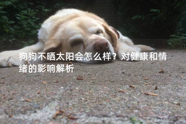 狗狗不晒太阳会怎么样？对健康和情绪的影响解析