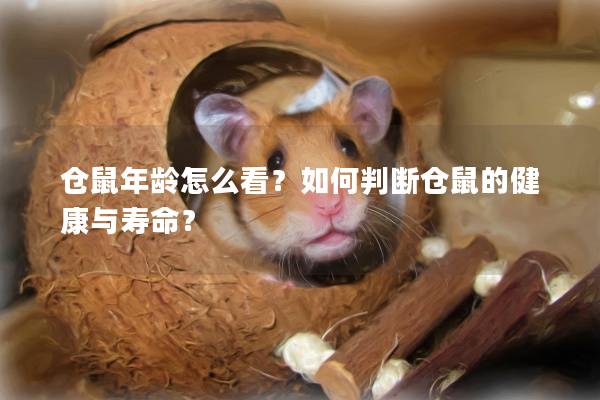 仓鼠年龄怎么看？如何判断仓鼠的健康与寿命？