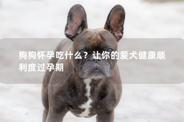 狗狗怀孕吃什么？让你的爱犬健康顺利度过孕期