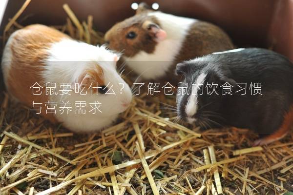 仓鼠要吃什么？了解仓鼠的饮食习惯与营养需求