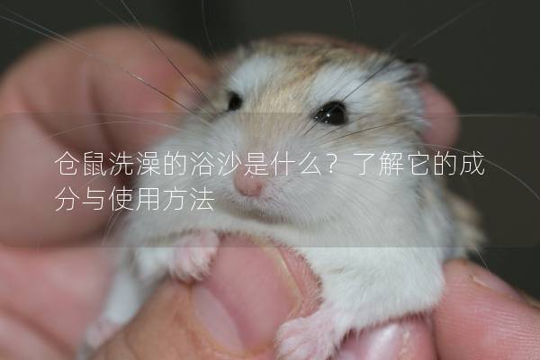 仓鼠洗澡的浴沙是什么?了解它的成分与使用方法 仓鼠洗澡的浴沙是什么?了解它的成分与使用方法