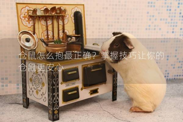 仓鼠怎么抱最正确？掌握技巧让你的仓鼠更安心