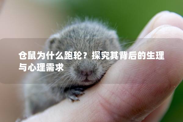 仓鼠为什么跑轮？探究其背后的生理与心理需求