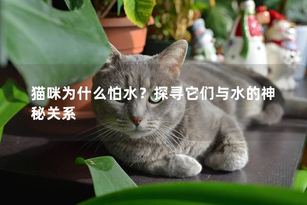 猫咪为什么怕水？探寻它们与水的神秘关系
