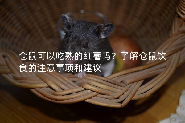 仓鼠可以吃熟的红薯吗？了解仓鼠饮食的注意事项和建议